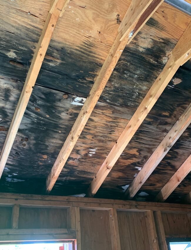 Attic Ceiling Covered in Mold in Charlotte, NC Home Before Mold Remediation.