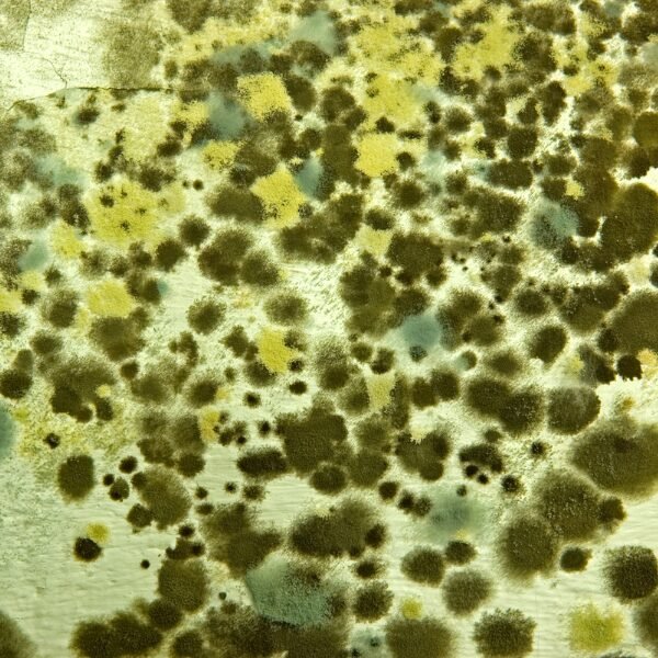 Close-Up View of Mold Spores Associated with Symptoms of Mold Exposure in Charlotte, NC.